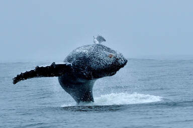Humpback whale watching boat trips at Yzerfontein, near Cape Town